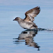 Cassin's Auklet